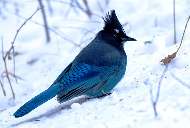 Photograph of Steller's Jay