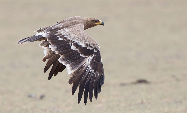 Photograph of Steppe Eagle