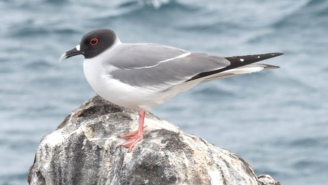 Photograph of Swallow-tailed Gull