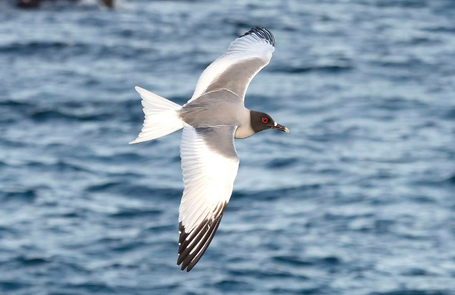 Photograph of Swallow-tailed Gull