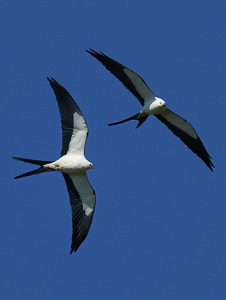 Photograph of American Swallow-tailed Kites