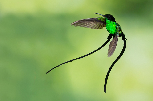 Photograph of Black-billed Streamertail