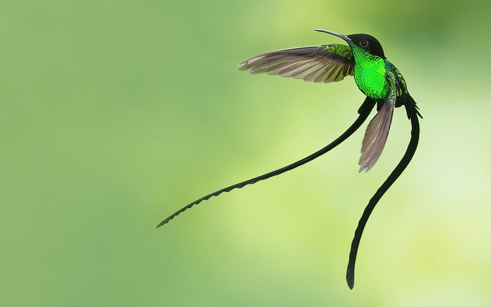 Photograph of Black-billed Streamertail