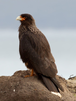 Photograph of Striated Caracara