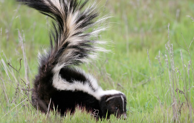 Photograph of Striped Skunk