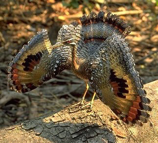 Photograph of Sunbittern