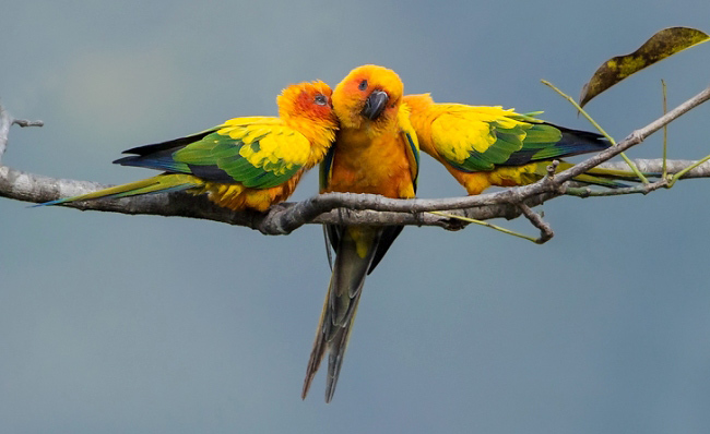 Photograph of Sun Parakeets
