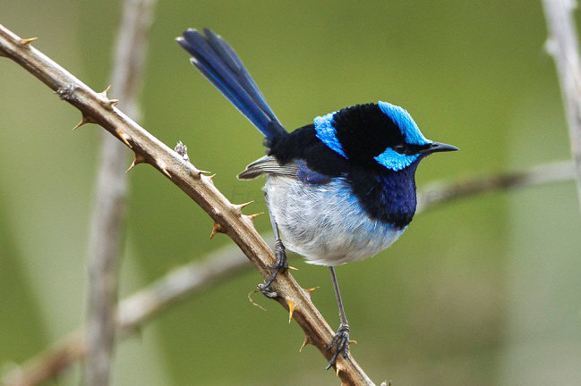 Photograph of Superb Fairy-wren