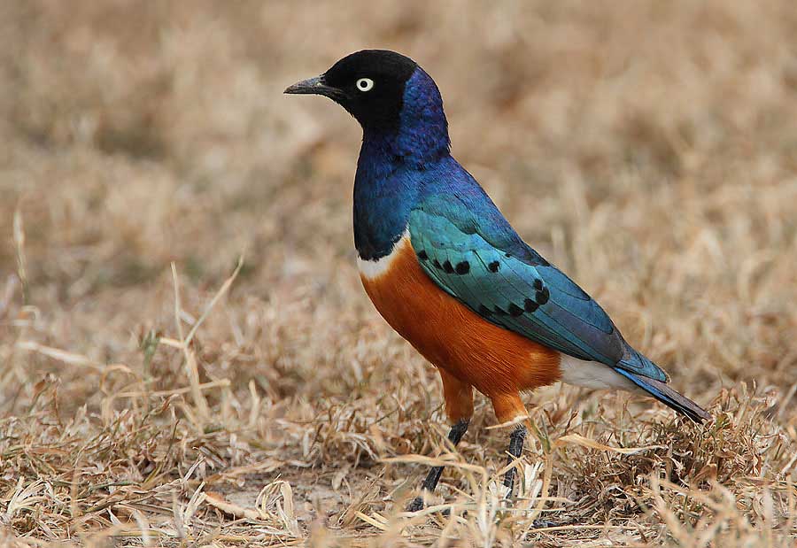 Photograph of Superb Starling