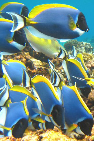 Photograph of Powder-blue Surgeonfish