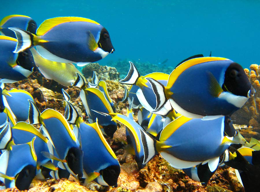 Photograph of Powder-blue Surgeonfish