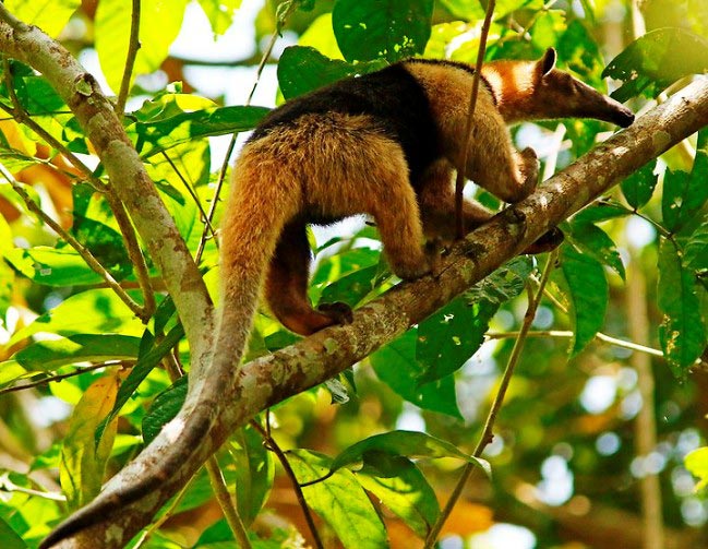 Photograph of Northern Tamandua