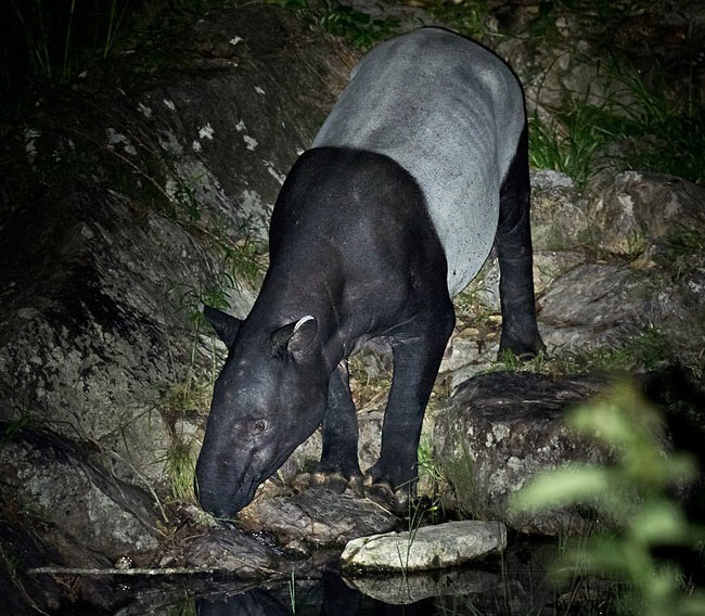 Photograph of Malayan Tapir