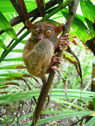 Photograph of Philippine Tarsier