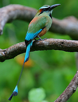 Photograph of Turquoise-browed Momot