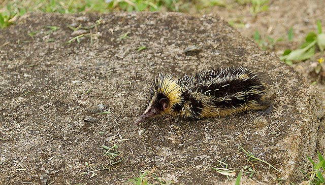 Photograph of Lowland Streaked Tenrec