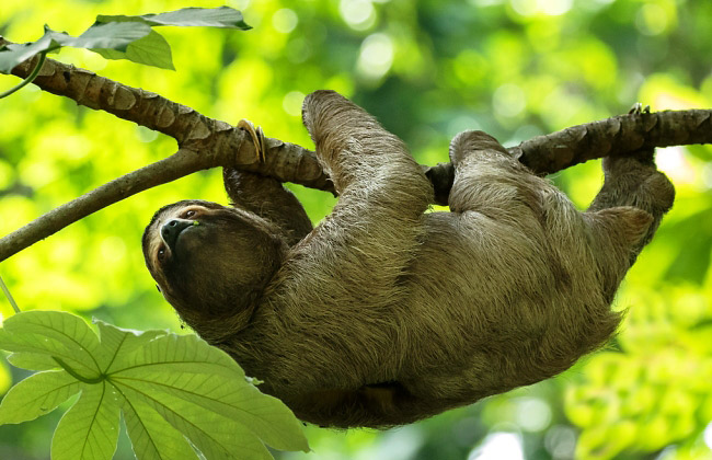 Photograph of Three-toed Sloth