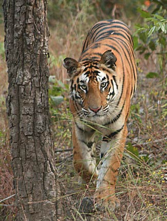 Photograph of Tiger