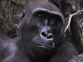 Photograph of Gorilla