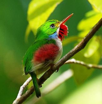 Photograph of Cuban Tody