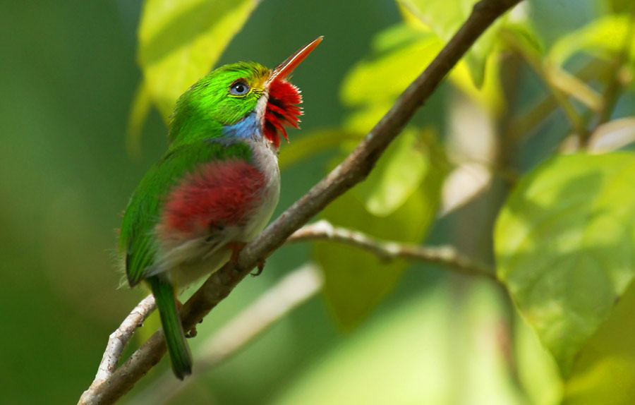 Photograph of Cuban Tody