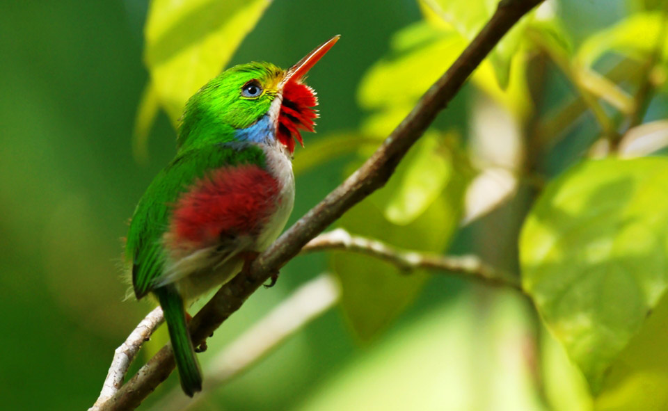 Photograph of Cuban Tody