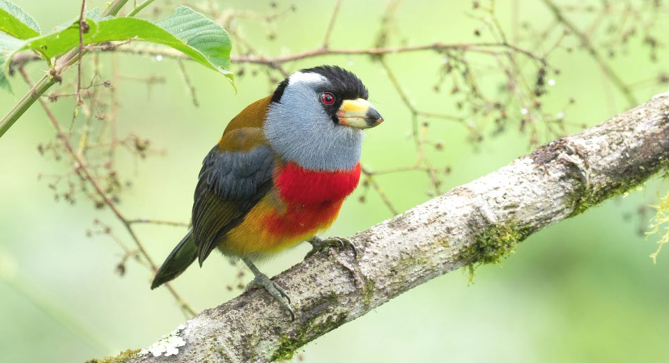 Photograph of Toucan Barbet