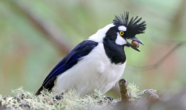 Photograph of Tufted Jay