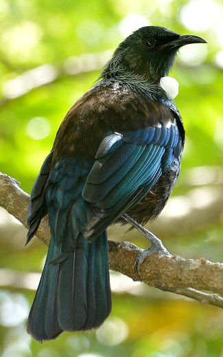 Photograph of Tui