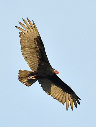 Photograph of Turkey Vulture