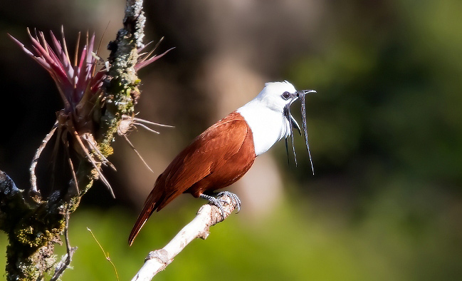 Photograph of Three-wattled Bellbird