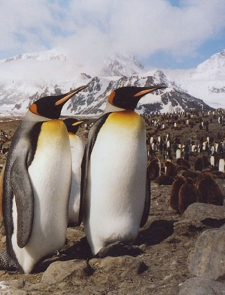 Photograph of King Penguins on South Georgia