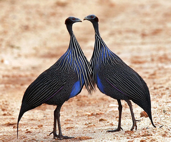 Photograph of Vulturine Guineafowl