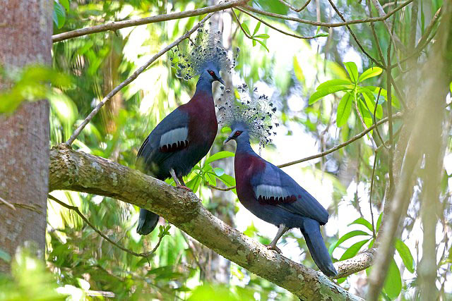 Photograph of Victoria Crowned-pigeons