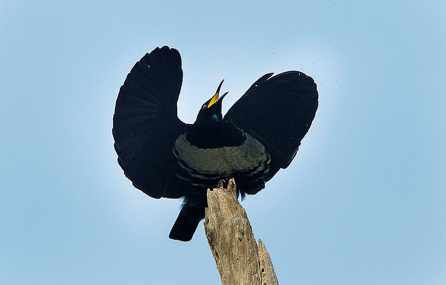 Photograph of Victoria's Riflebird