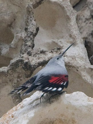 Photograph of Wallcreeper