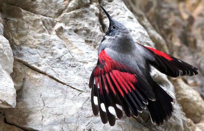 Photograph of Wallcreeper