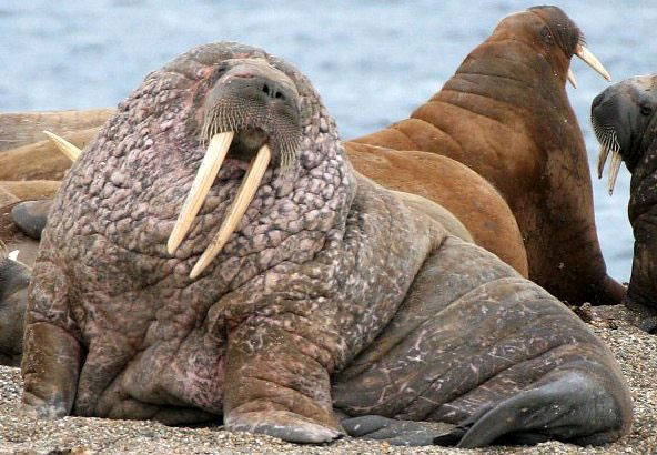Photograph of Walrus