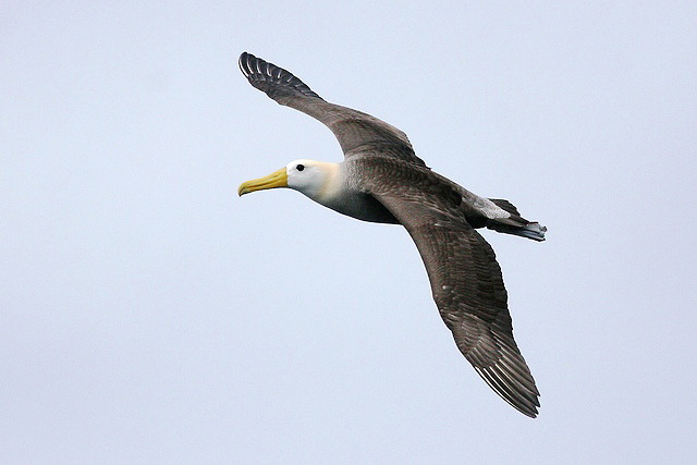 Photograph of Waved Albatross