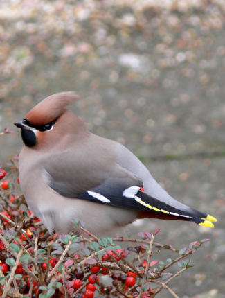 Photograph of Waxwing