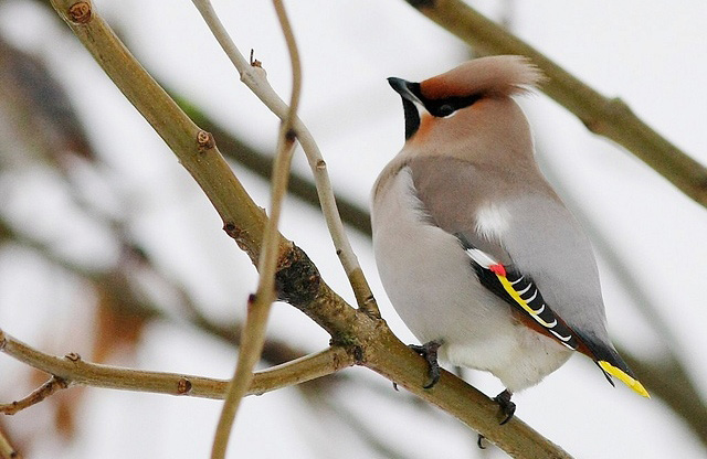 Photograph of Bohemian Waxwing