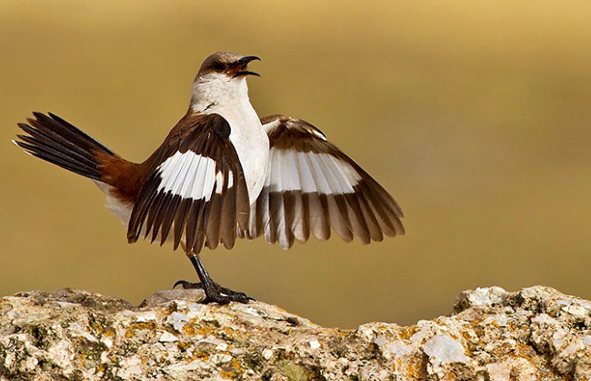 Photograph of White-bellied Cinclodes