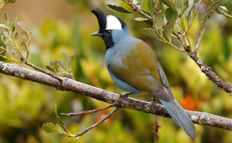 Western Crested Berrypecker