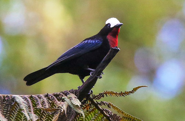 Photograph of White-capped Tanager