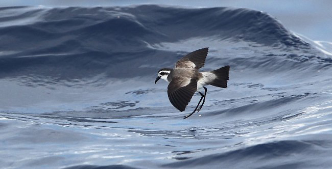 Photograph of White-faced Storm-petrel
