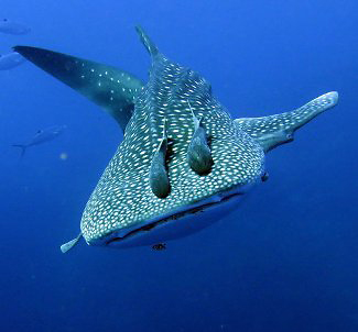 Photograph of Whale Shark