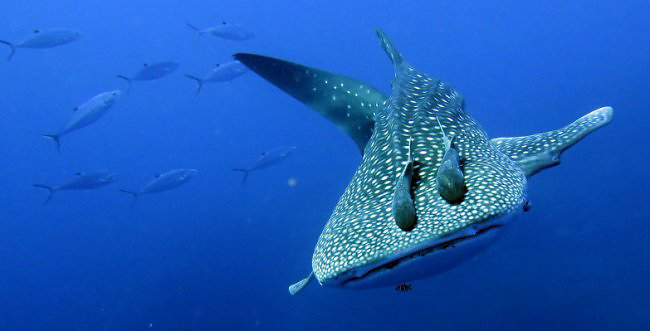 Photograph of Whale Shark