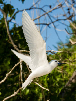 Photograph of White Tern