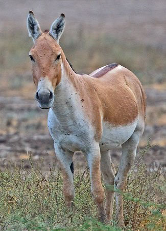 Photograph of Wild Ass