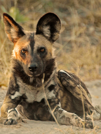 Photograph of African Wild Dog